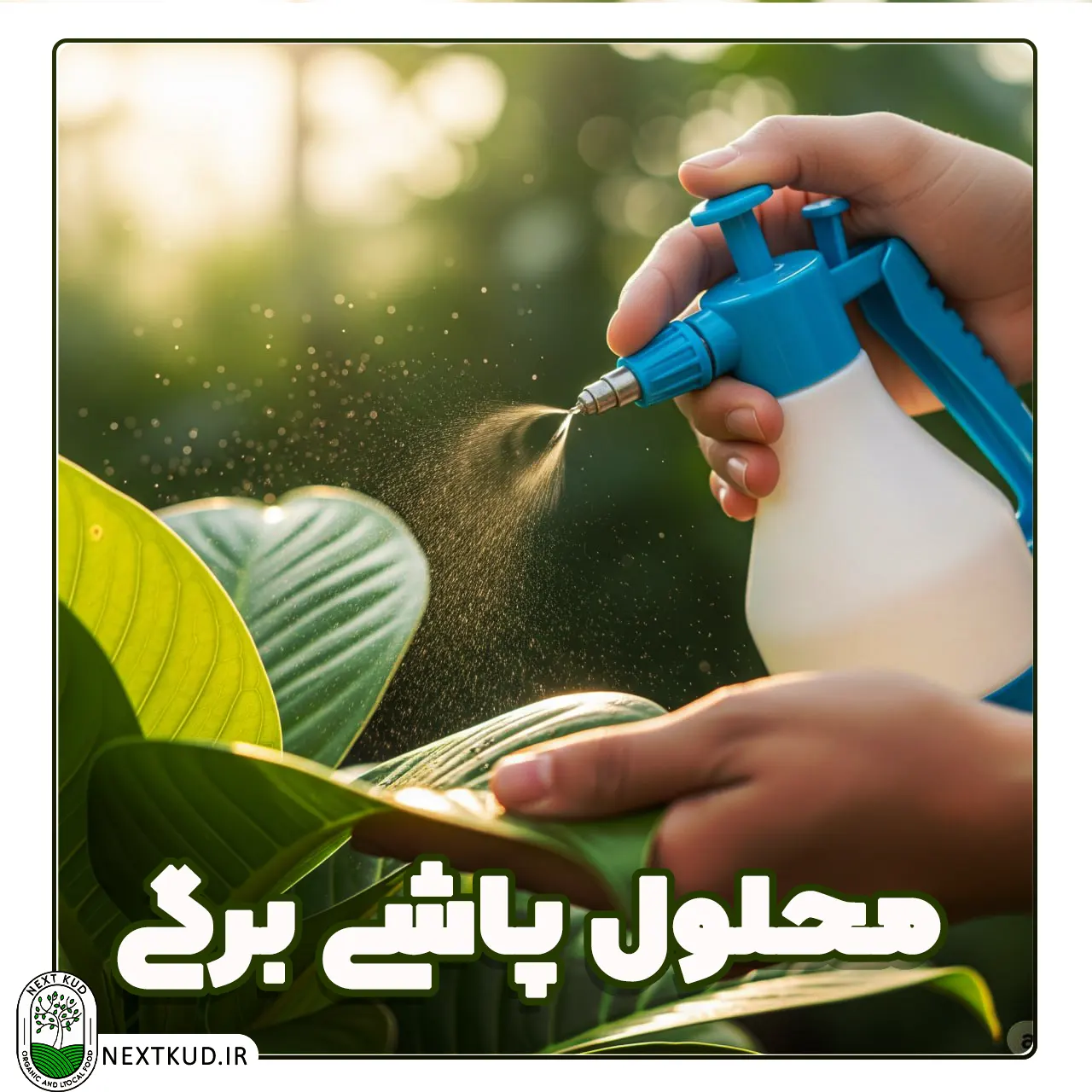 انواع روش های کوددهی | محلول پاشی برگی