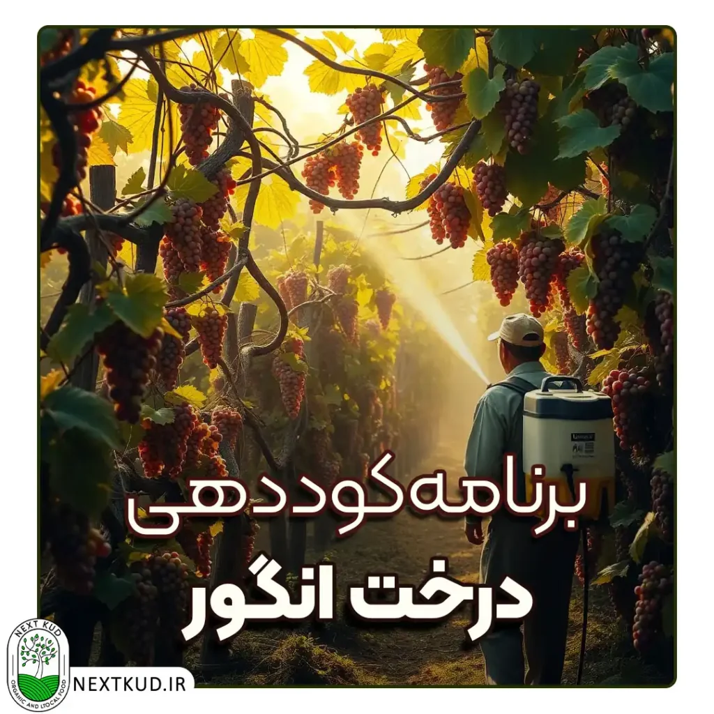 برنامه کوددهی درخت انگور