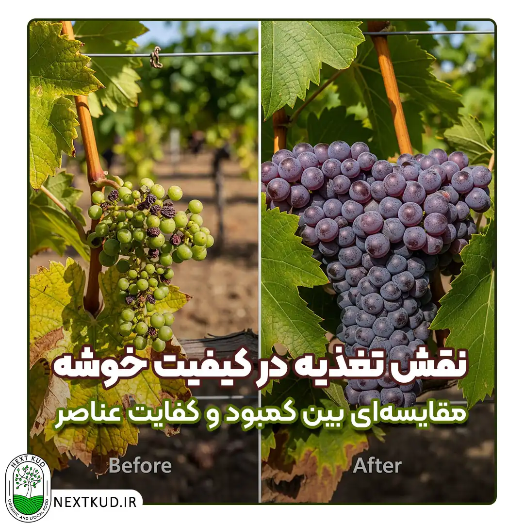 نقش تغذیه در کیفیت خوشه- مرحله رسیدگی میوه