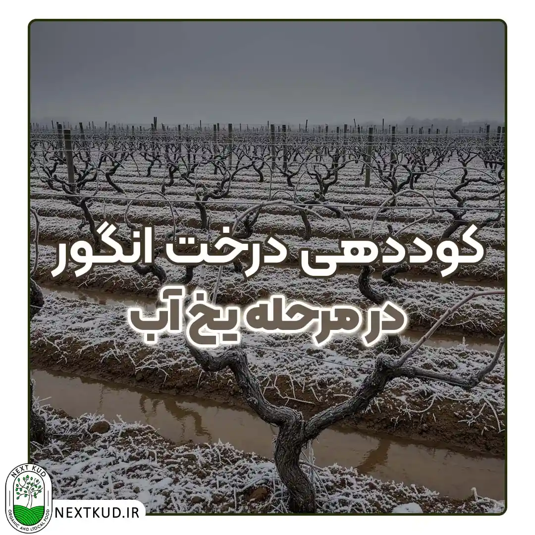 کوددهی درخت انگور در مرحله یخ آب